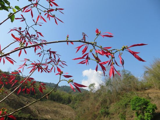 Unterwegs im Dschungel um Mae Hong Son