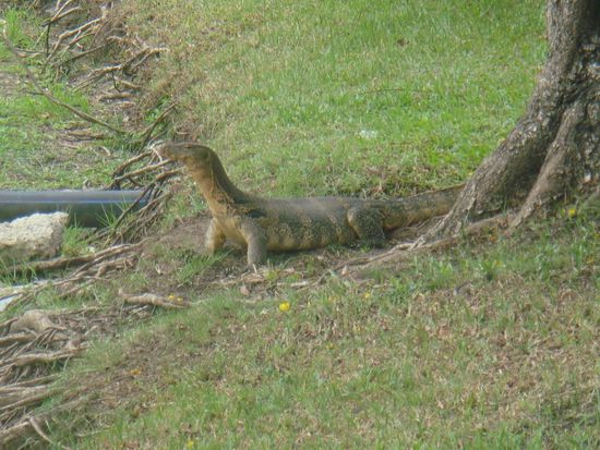 Waran im Lumpinipark