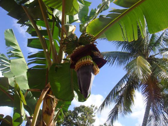 Fiesta de Campesina - Kochbananen