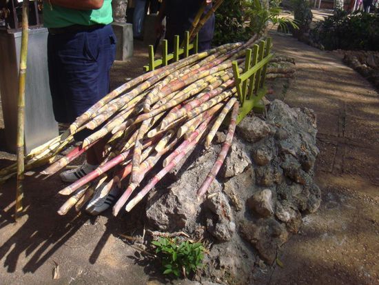 Fiesta de Campesina - Zuckerrohr