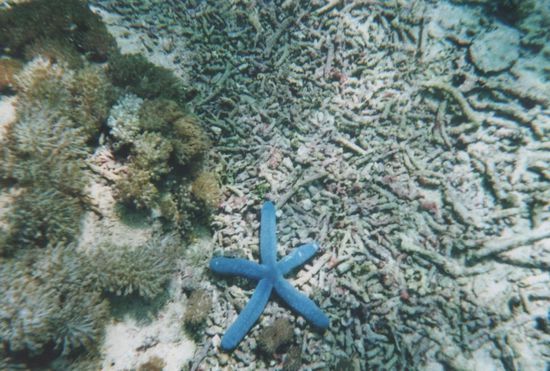 Blauer Seestern (trotz Einwegkamera halbwegs gut zu erkennen)