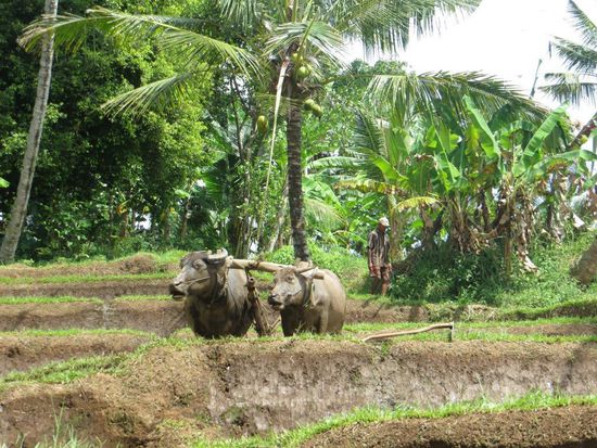WBM - Wasserbüffelmaschine 