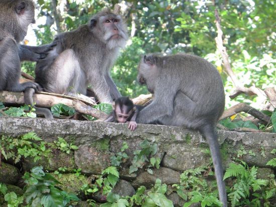 Monkey Forest Ubud