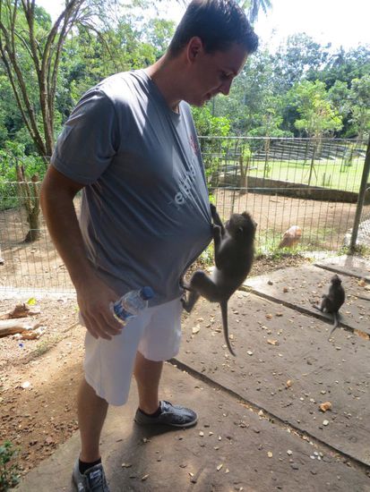 Vorsicht - wilde Affen!