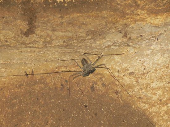 Krabbeltier in der Batu Cermin