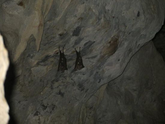 schlafende Fledermäuse