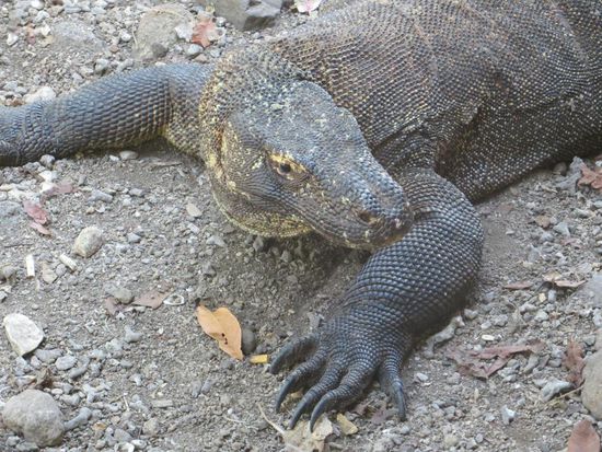 Komodowaran
