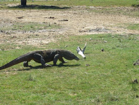 Standesgemäße Begrüßung auf Rinca