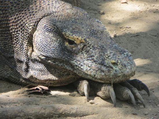 Imposante Krallen... 