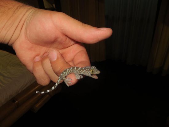 Baby-Gecko (mit Todesangst )