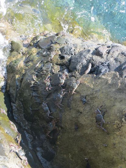 viele viele Krabben am Ufer