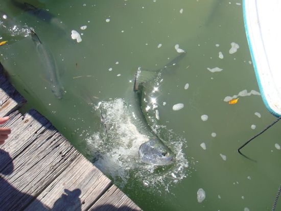 Tarpune füttern in Robbies Marina