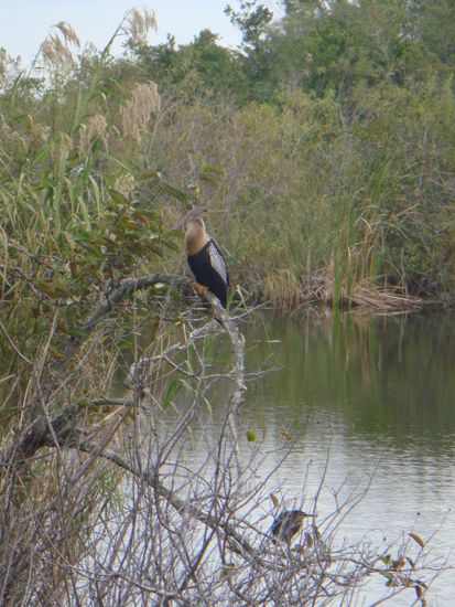 In den Everglades