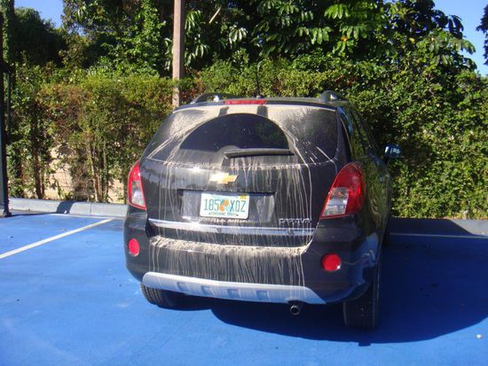 Unser schmutziger Chevy auf dem Baskettballfeld
