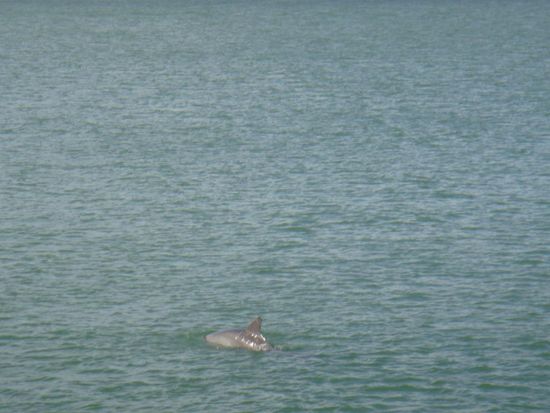 Unser erster wilder Delfin 