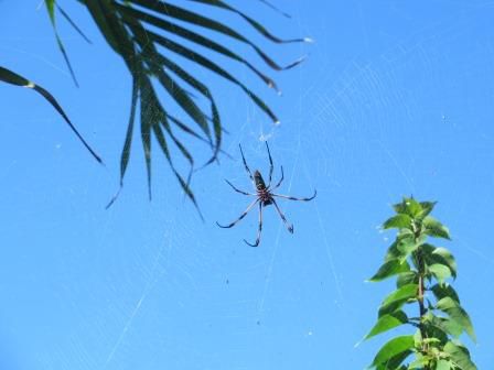 Rießen Spinne