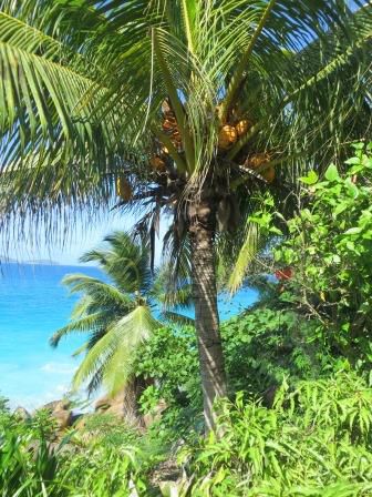 Traumstrände auf La Digue