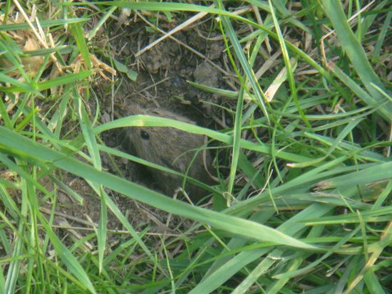 Die glückliche Maus