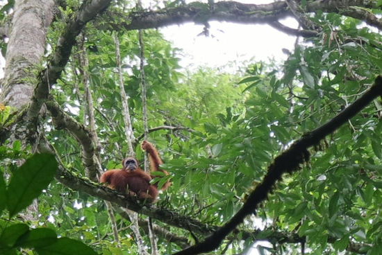 Unser Orang Utan beobachtet uns