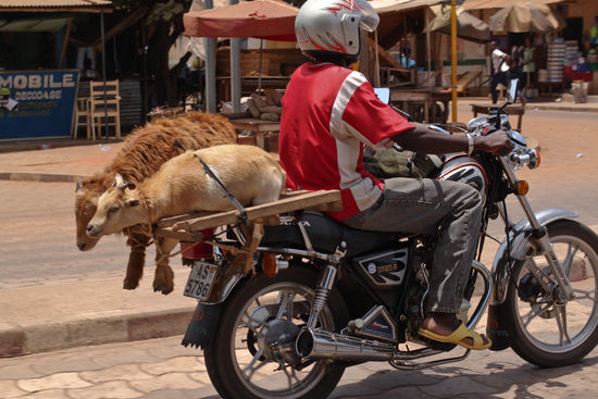 Motorrad mit Vieh [7]