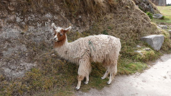 Mein erstes lebendiges Lama!! 