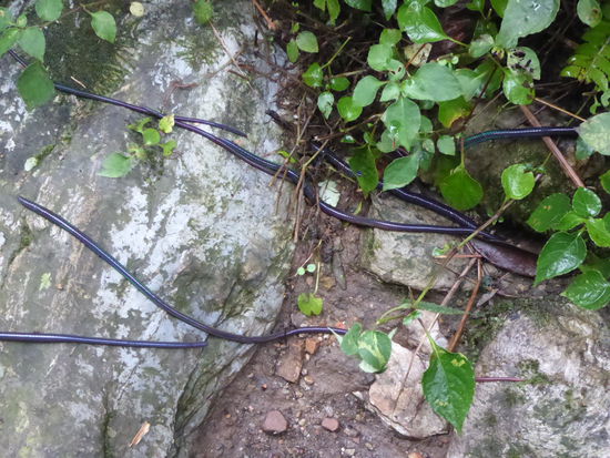 Tausende riesige Regenwürmer kündigen das Ende des Monsuns an