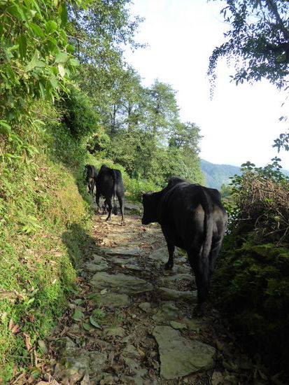 Immer wieder müssen wir uns den Weg mit den Büffeln teilen...