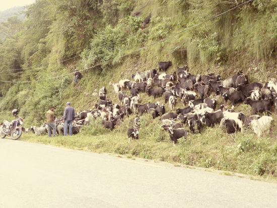 Ziegenmarkt! Es kommen mehrere Männer mit dem Moped an, suchen sich ein Tier aus, verhandeln und dann nehmen sie es einfach mit!