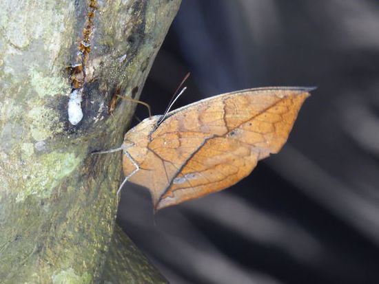 Noch eine tolle Tarnung - auf dem Rasthof unterwegs nach Kathmandu
