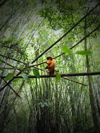 Maus Maus mag den Dschungel auch gerne!