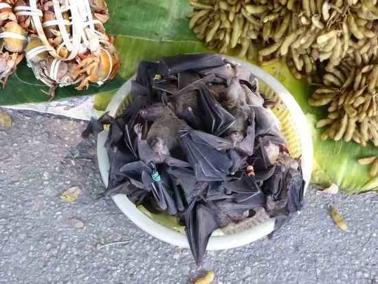 Fledermäuse auf dem Markt. Eichhörnchen gab es auch