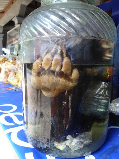 Schnaps mit eingelegten Bärenpfoten 