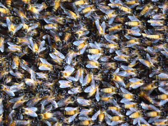 Gefährliche Bienen, die angeblich einen bis 10 km weit verfolgen