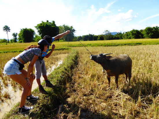 Wir schauen nach, ob Büffel wirklich keine Vorderzähne haben!