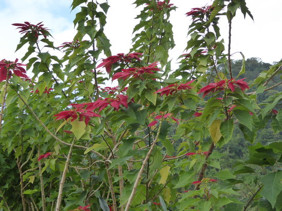 Am Straßenrand wachsen wilde Weihnachtssterne neben Bananenbäumen und Orchideen