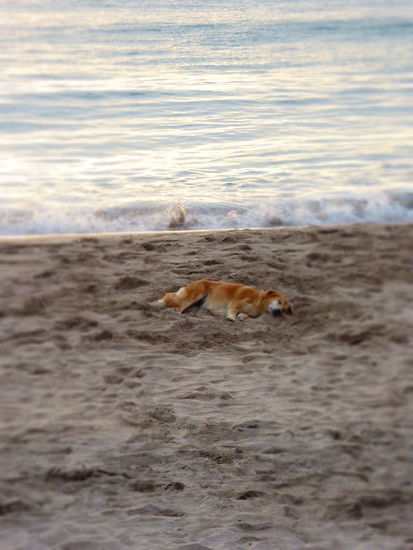 Der faulste Hund der Welt!