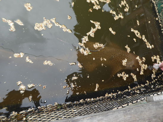 Sogar ein Leopardenhai dürfen wir streicheln und füttern. Das Mittagessen ist übrigens hervorragend,  frischer Fisch geht gar nicht!