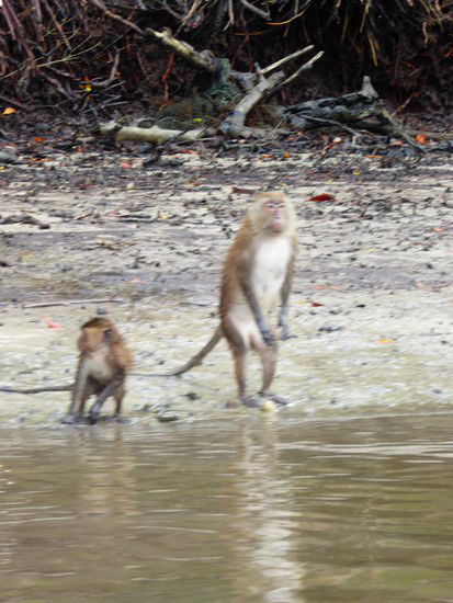 Dann fahren wir durch die Mangrovenwälder zurück. Es ist Ebbe und die Affen kommen ans Ufer und suchen was zum Essen