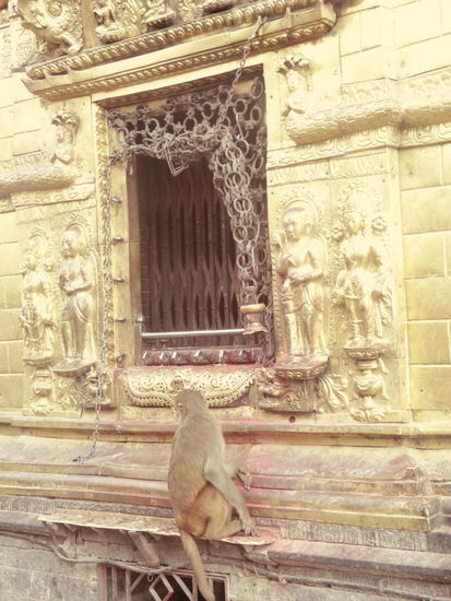 Die Affen essen die ganzen Opfergaben 