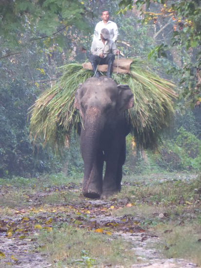 Staatliches Elefant - als Arbeitstier genutzt