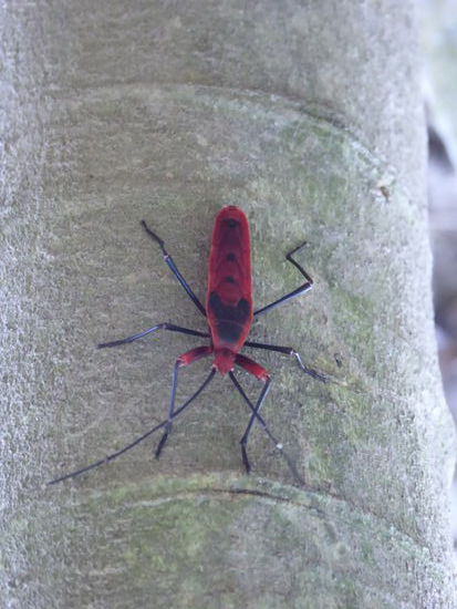 Eine von Tausenden Red Cotton Bugs