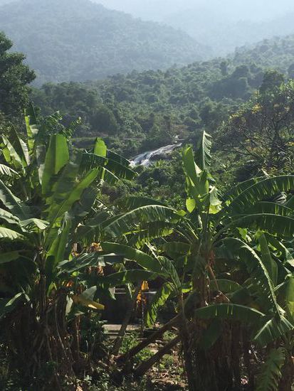 Meilenweit Dschungel über uns...