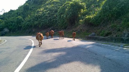 Kühe auf der Straße - auch auf dem Berg völlig normal 
