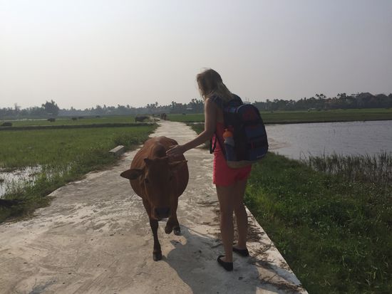 Kühe streicheln  Kaum möglich, so schnell wie die vorbeirennen 