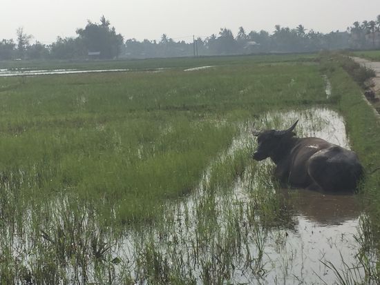 Wasserbüffel gaaanz entspannt  Selbst von denen werden wir angestarrt wie Aliens