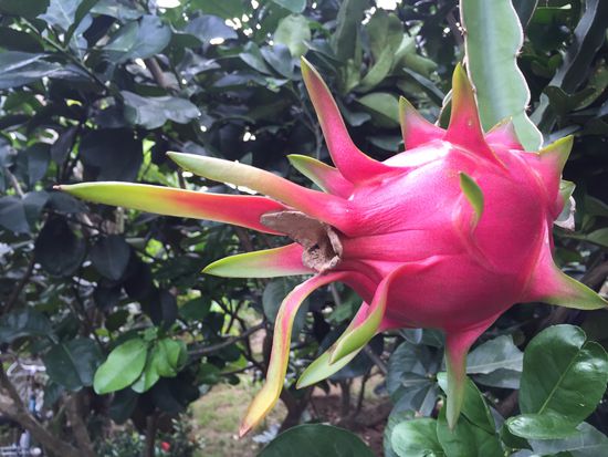 Drachenfrüchte gibt es überall und auf der Kokosnussfarm wachsen sie auch