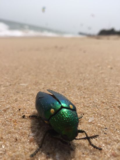 Die kleinen Kerle haben wir überall am Strand entdeckt. Keine Ahnung, was für ein Käfer das ist, aber wir bilden uns ein, es seien Skarabäen 