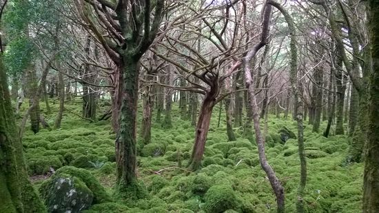 Wie im verwunschenen Wald