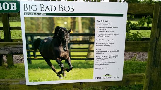 Der Bob ist ein wertvolles Kerlchen