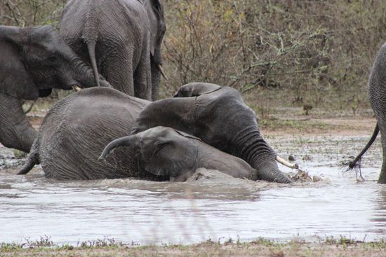 Die Dickhäuter beim Bad  Inklusive Mama und Kind
